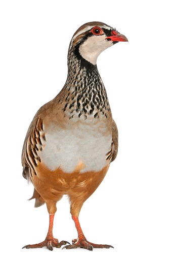 partridge.jpg
